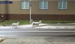 Kozy spacerowały po ulicach Rzeszowa. Czekają na właściciela
