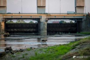 Wody Polskie wciÄÅ¼ grajÄ z WOÅP! Wylicytuj zwiedzanie rzeszowskiej zapory