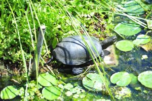 Żółw ozdobny to nowa stonka? Inwazja w Bolestraszycach groźna nawet dla ludzi!