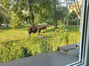 Łoś który chodził po Rzeszowie nie żyje. Źle zareagował na środek usypiający