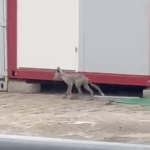 Pamiętacie łosia? Teraz lisek zwiedza Rzeszów [FILMY]