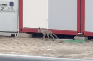 Pamiętacie łosia? Teraz lisek zwiedza Rzeszów [FILMY]