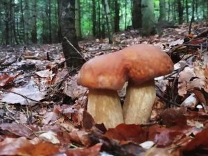 Grzybiarze gubią się w lesie. Leśnicy tłumaczą co robić w takiej sytuacji