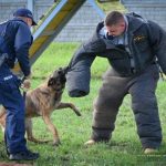 Policyjne psy przeszły egzamin. Wszystkie zdały szczekająco [ZDJĘCIA]