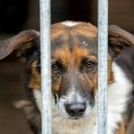 Obiecali przenieść schronisko w lepsze miejsce, dziś całkiem je zamykają
