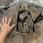 Przecięli pień podkarpackiego dębu, a tam niesamowite znalezisko sprzed 1400 lat! [ZDJĘCIA]