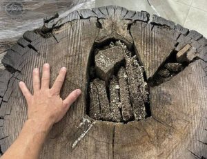 Przecięli pień podkarpackiego dębu, a tam niesamowite znalezisko sprzed 1400 lat! [ZDJĘCIA]
