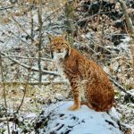 Spotkanie z zakochanym rysiem na Podkarpaciu. Obserwacja rysia w naturze jest wielką rzadkością [FILMY]