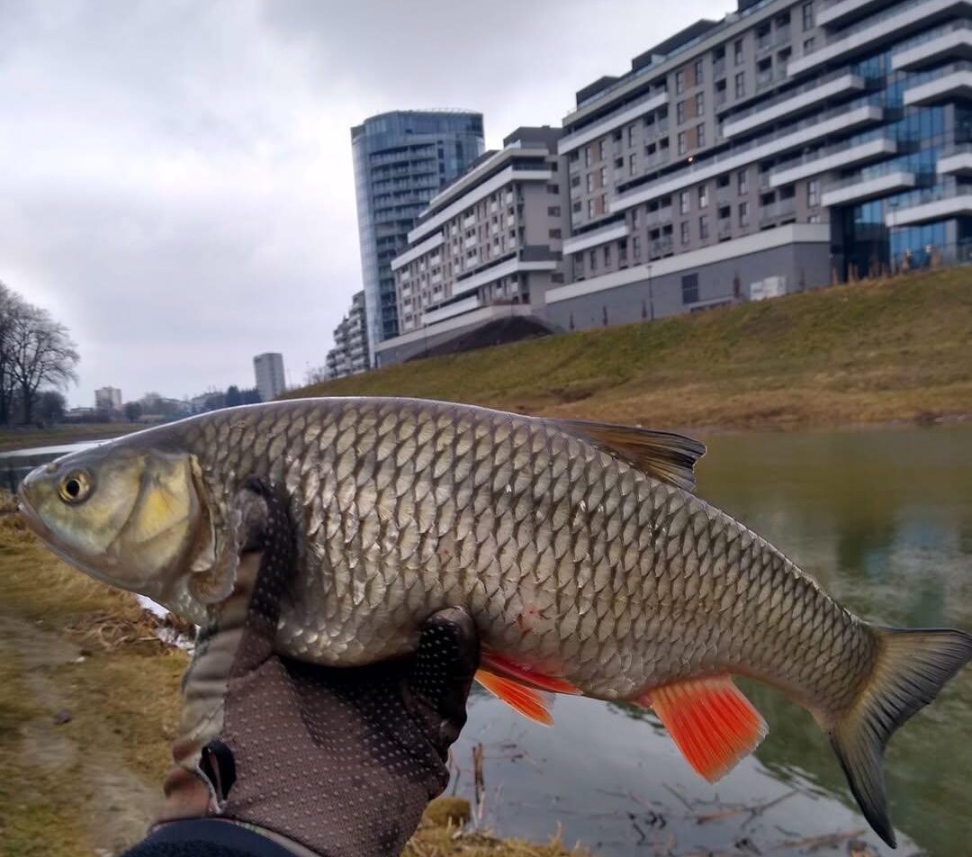 wedkarstwo-rzeszow-urban-fishing