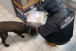 Kartony z niespodzianką. Dzięki współpracy służb zatrzymano 21 kg narkotyków