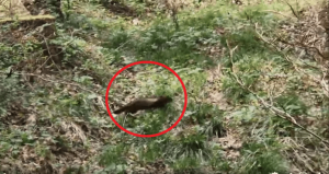 Mały łowca z wielkim arsenałem. Niezwykłe spotkanie w lasach Podkarpacia [WIDEO]