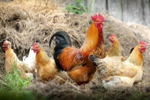 Ptasia grypa rosnącym problemem dla polskich hodowców drobiu? Znamy sytuację na Podkarpaciu