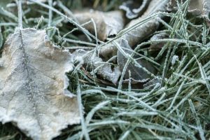 Uwaga! W nocy z niedzieli na poniedziałek przymrozki do -5°C