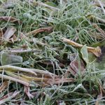 Nadchodzą przymrozki i... śnieg. Pamiętajmy o roślinach wrażliwych na niskie temperatury