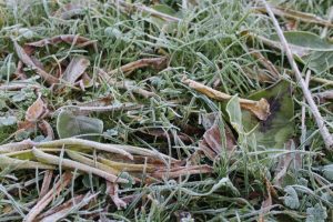 Nadchodzą przymrozki i... śnieg. Pamiętajmy o roślinach wrażliwych na niskie temperatury