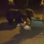 "Nie ma posesji, której nie odwiedziłby niedźwiedź". Dramatyczny apel wójta Soliny do premiera