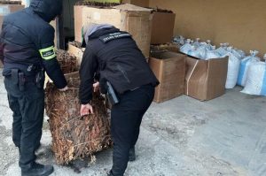 Nielegalna krajalnia tytoniu w powiecie rzeszowskim rozbita. Wpadli podczas "pracy" [WIDEO]