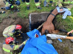 Nietypowa akcja ratunkowa. Strażacy w dzień swojego święta ratowali konia [ZDJĘCIA]