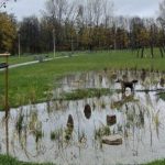 Zielone inwestycje w Rzeszowie. Czy ogrody deszczowe ograniczają przestrzeń dla pieszych?