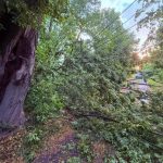 Burze i powalone drzewa na Podkarpaciu. Strażacy interweniowali ponad 370 razy [ZDJĘCIA]