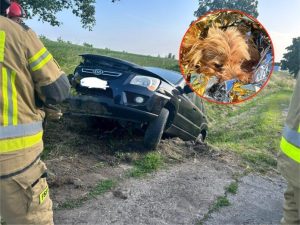 Kierowca zasnął za kierownicą? Dwie kobiety i pies trafili pod opiekę ratowników