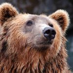 Prokuratura zakończyła śledztwo w sprawie śmierci niedźwiedzia w Bieszczadach. Dlaczego zmarł?