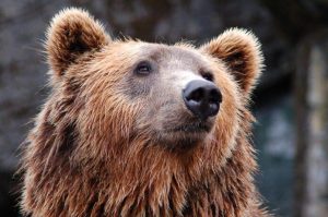 Prokuratura zakończyła śledztwo w sprawie śmierci niedźwiedzia w Bieszczadach. Dlaczego zmarł?