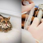 Rzeszowski weterynarz uratował ocelota. Pierwsza taka operacja drapieżnika w regionie [WIDEO]