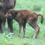 Żubry w Mucznem świętują baby boom. Rodzina się powiększa [ZDJĘCIA]