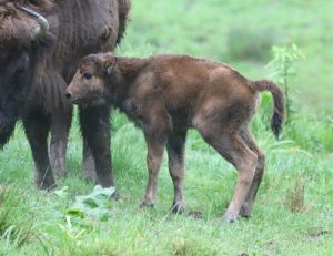Żubry w Mucznem świętują baby boom. Rodzina się powiększa [ZDJĘCIA]