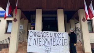 Burza wokół niedźwiedzi w Cisnej. Gmina zapowiada zaskarżenie decyzji własnego wniosku o odstrzał