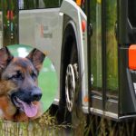 MPK Rzeszów wyjaśnia i apeluje o powstrzymanie hejtu oraz organizuje zbiórkę karmy