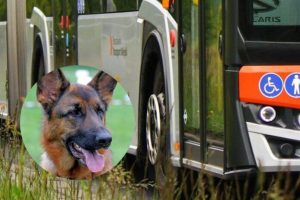 MPK Rzeszów wyjaśnia i apeluje o powstrzymanie hejtu oraz organizuje zbiórkę karmy