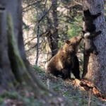 Niedźwiedzie tracą lęk przed ludźmi. Leśnicy ostrzegają i szykują zakazy wstępu do lasu