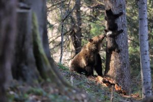 Niedźwiedzie tracą lęk przed ludźmi. Leśnicy ostrzegają i szykują zakazy wstępu do lasu