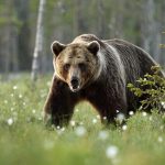 Niedźwiedzie z Cisnej nie będą odstrzelone. Zwierzęta ma odstraszać specjalna „grupa interwencyjna”