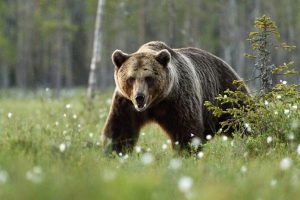 Niedźwiedzie z Cisnej nie będą odstrzelone. Zwierzęta ma odstraszać specjalna „grupa interwencyjna”