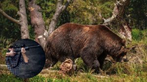 Płoszenie nie pomogło. Będą strzelać do niedźwiedzi w Bieszczadach