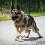 Psy kontra przestępcy. Znamy zwycięzców podkarpackich eliminacji do Mistrzostw Policji [ZDJĘCIA, WIDEO]