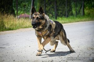 Psy kontra przestępcy. Znamy zwycięzców podkarpackich eliminacji do Mistrzostw Policji [ZDJĘCIA, WIDEO]