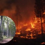 Sucha jak pył. Podkarpackie lasy płoną łatwiej niż kiedykolwiek
