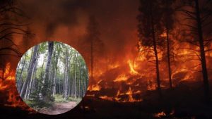 Sucha jak pył. Podkarpackie lasy płoną łatwiej niż kiedykolwiek