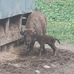 W zagrodzie w Mucznem urodził się czwarty w tym roku żubr [ZDJĘCIA]