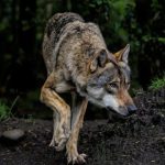 Wilki zagrożeniem na Podkarpaciu? Trwa spór dotyczący odstrzału tych zwierząt