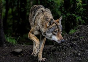 Wilki zagrożeniem na Podkarpaciu? Trwa spór dotyczący odstrzału tych zwierząt