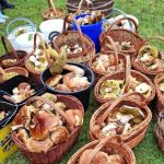 Grzybowy szał na Podkarpaciu trwa. Rekordzista uzbierał 26 kilogramów w kilka godzin [ZDJĘCIA]