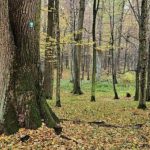 Nowy rezerwat przyrody na Podkarpaciu. „Las Zapaśny” ma chronić przyrodę i pamięć leśników