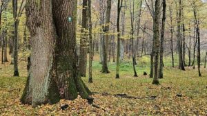 Nowy rezerwat przyrody na Podkarpaciu. „Las Zapaśny” ma chronić przyrodę i pamięć leśników