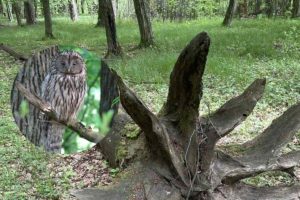 Nowy rezerwat przyrody na Podkarpaciu. „Las Zapaśny” to miejsce z niezwykłą historią