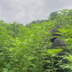 Przemyscy policjanci zlikwidowali dwie uprawy marihuany. Było tam aż 130 krzewów